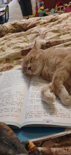 Мои котики