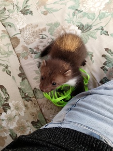 Наш члены семьи - Арсений 