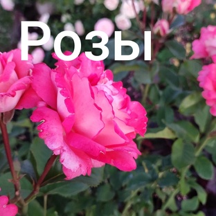 Всё о розах.