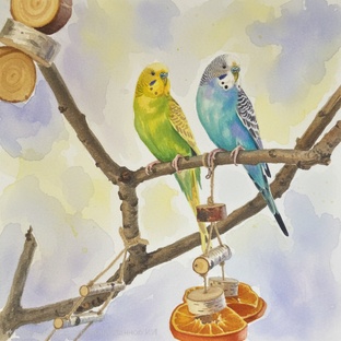 Попугайчики 🦜