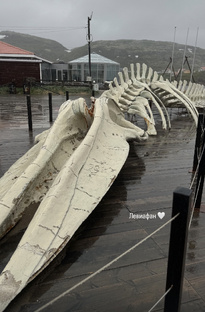 Териберка 🩶