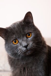 Кошки не хуже собак. Хотите докажу?