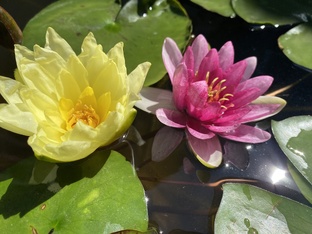 Нимфеи в моем саду🌸🌿🌼🌿🌺🌿