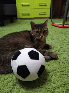 Кошки и другие животные