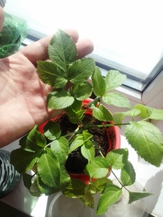 Моя подоконная ферма