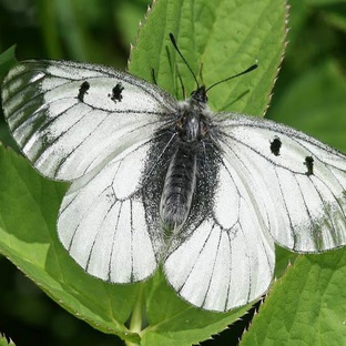 Капустница: белая бабочка с черным характером