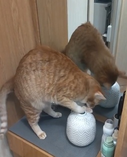 Персик и Заначки. 