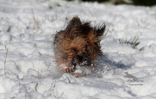 Русская цветная болонка