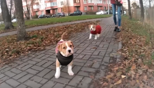 видео про моих собак