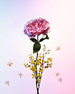 🌷 Цветы месяца 🌻