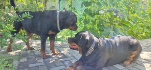 Моё собачье дело!