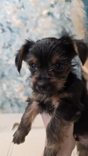 Наши щеночки ❤️