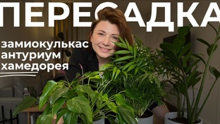 Ролики про пересадку растений