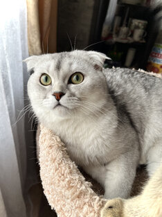 Котик Добряш 🐾♥️