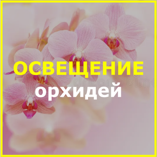 Освещение орхидей в домашних условиях