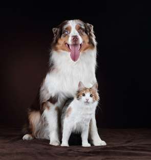 Миниаусси и кошки. Веселые видео о дружбе.