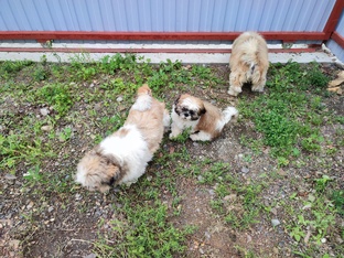 В деревню! В глушь! В тайгу!