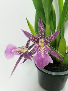 Онцидиумные