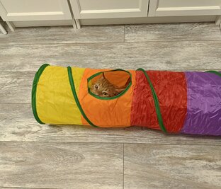 Игрушки для кота