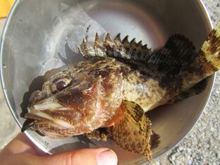 Крымские дикие жиробасики