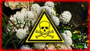 Красота - страшная сила