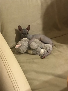 Кототерапия