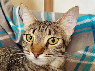 Дневник Стеши