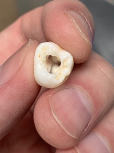 1 курс Стоматологического факультета 