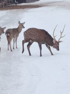 Олени средней полосы 