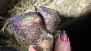 Уход за козочками