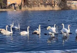 Красные туфельки