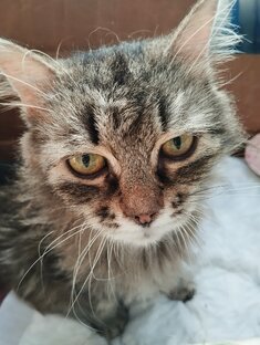 История кошечки Маруси и еë котят