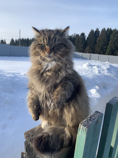 У домашних питомцев тоже есть хобби 