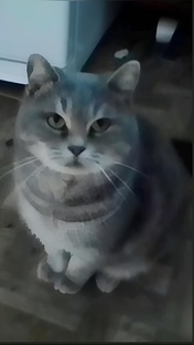 Южный кот Васька