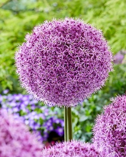 Лук декоративный.