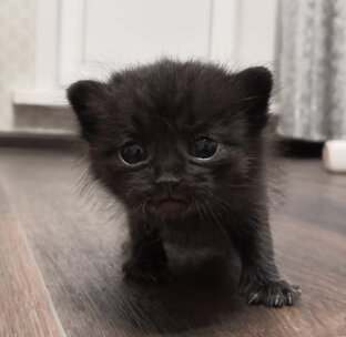 Котики