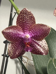 ОБЗОР орхидей