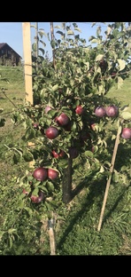 Обзор сортов