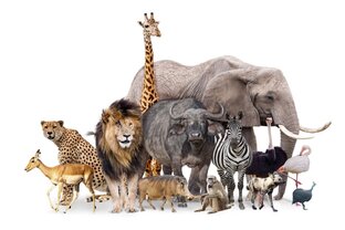 Животные