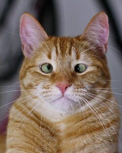 Смешные котики