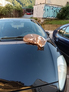 Маленькие зарисовки о жизни в Сербии. 🇷🇺💓🇷🇸