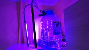 Низшие ракообразные