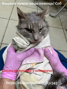 Смоки