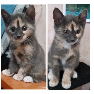 Котики, кошечки