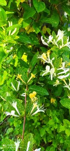 Ассортимент растений