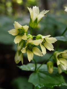 сад для редких растений