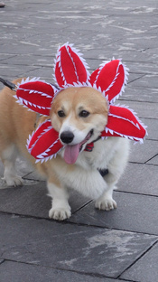 Большие видео