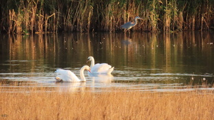 Лебеди-шипуны и цапли - серые, белые, рыжие и малые