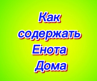 Как содержать енота дома