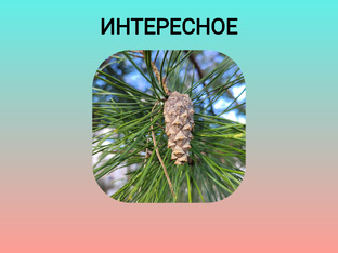 Интересные статьи о разном